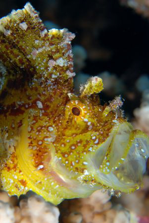 Sleepy leaf scorpionfish. by Dray Van Beeck 