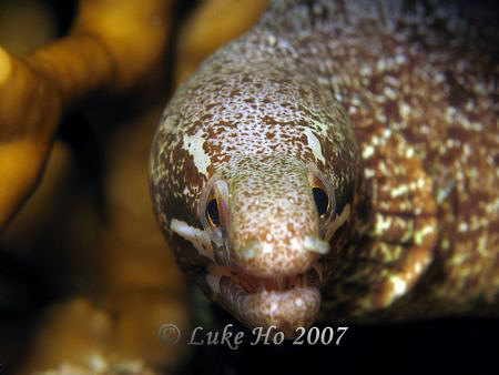 Taken with Canon A640 and Inon D2000 by Luke Ho 