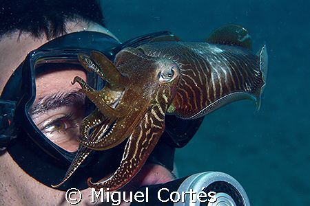Face to face. by Miguel Cortés 