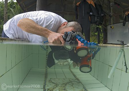 Shooting fish in a barrel.
KBR rinse tank, Lembeh Strait... by Mark Thomas 