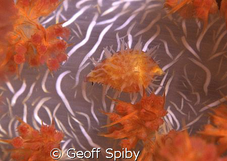 tiny cowrie well camouflaged on a soft coral
Nikon F-100... by Geoff Spiby 