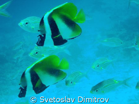 young bannerfishes by Svetoslav Dimitrov 