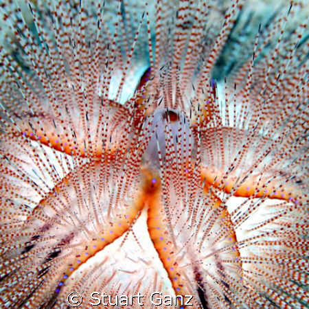 Blue-Spotted Urchin, taken on Oahu's eastern shore in 60 ... by Stuart Ganz 