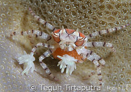Boxer crab with her eggs... by Teguh Tirtaputra 