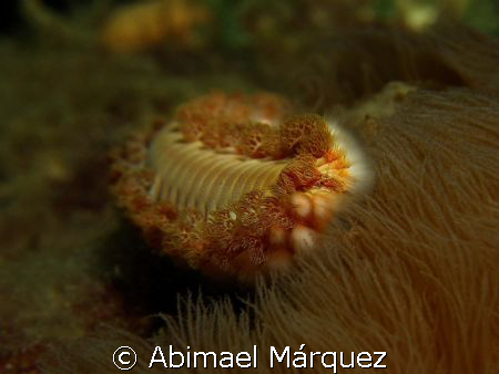 Bearded Fireworm, Cerro Gordo, Vega Alta by Abimael Márquez 