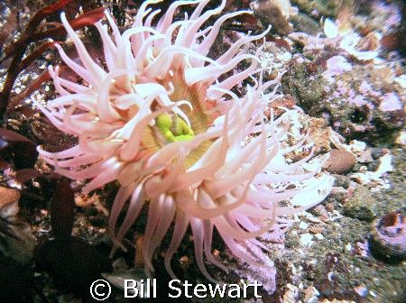 "Bulb Tentacle Anemone" Photo taken 17 February 2008 duri... by Bill Stewart 