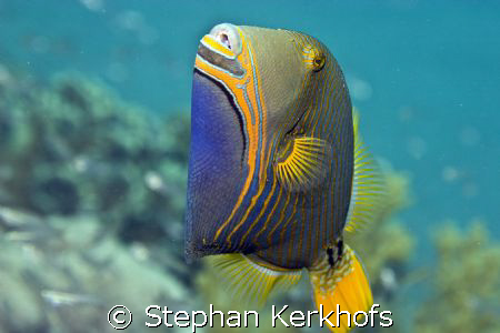 There is no time to think if you shoot a Orange-striped t... by Stephan Kerkhofs 