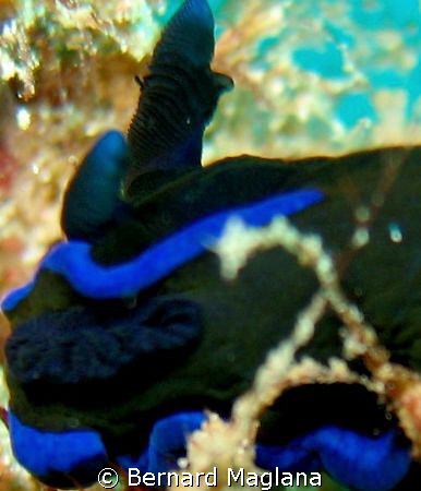 EYE OF THE TIGER/Paradise House Reef,Samal Island,Philipp... by Bernard Maglana 