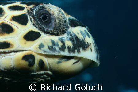 Relaxing in the water by Richard Goluch 