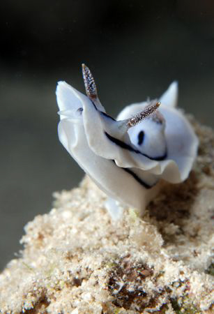 Chromodoris-willani. by Dray Van Beeck 