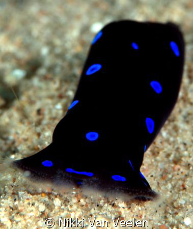 "Vacuum cleaner" taken at Campsite 2, Marsa Bareika with ... by Nikki Van Veelen 
