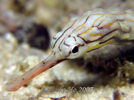 A rather skittish pipefish posing for my A640 by Luke Ho 