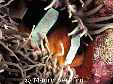 Clown with her eggs by Mauro Serafini 