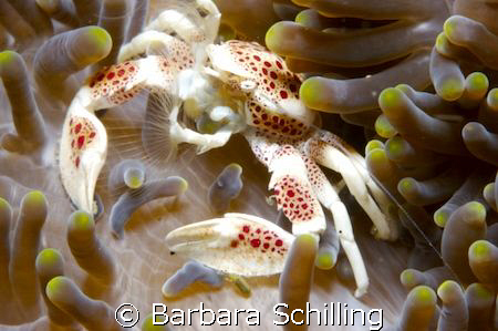 Crab on the lookout by Barbara Schilling 