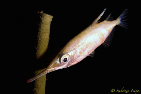 This fish Trombetta was photographed at night in the Stra... by Fabrizio Frixa 