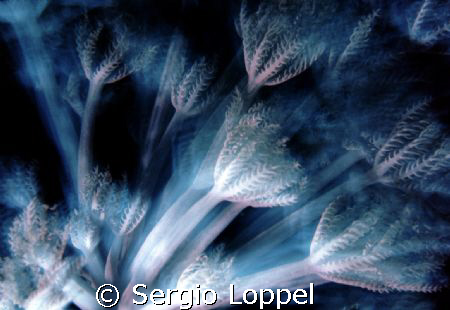 motion by Sergio Loppel 