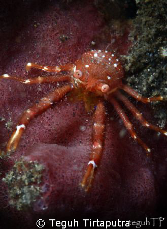 Squat Lobster...taken at Bunaken, Manado by Teguh Tirtaputra 