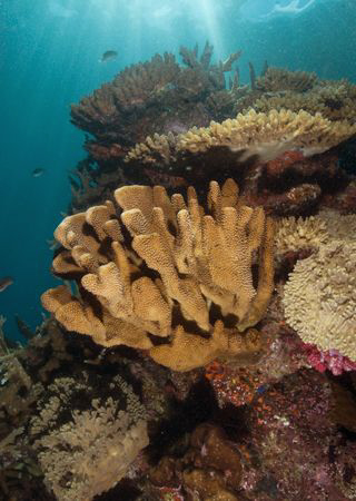 Hard coral reef scene in Fiji by Andy Lerner 
