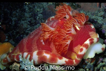 spanish dancer and shrimp,nikon f90x 60mm macro by Puddu Massimo 