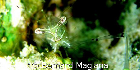 ALIEN EYE/Samal Island,Davao City by Bernard Maglana 
