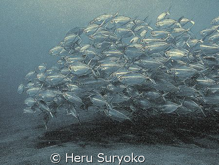 duotone schooling @ tulamben by Heru Suryoko 