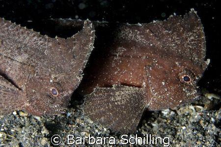 Two waspfish sitting side by side on the black sand of Le... by Barbara Schilling 