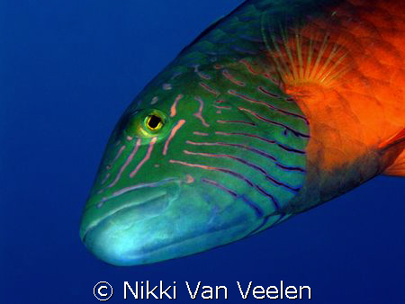 Curious wrasse inspecting my lens port, taken at Marsa Ba... by Nikki Van Veelen 