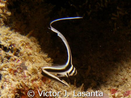 baby spot drum at v.j.levels dive site in parguera wall,,... by Victor J. Lasanta 
