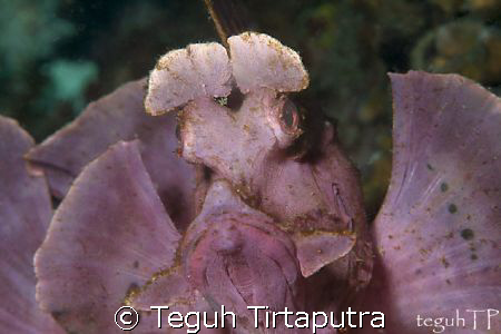taken at Lembeh Strait, Manado by Teguh Tirtaputra 