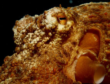 Nikon D80, 60mm macro by Andy Kutsch 
