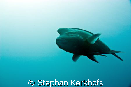Napoleon wrasse -Cheilinus undulatus- taken at the Dunrav... by Stephan Kerkhofs 