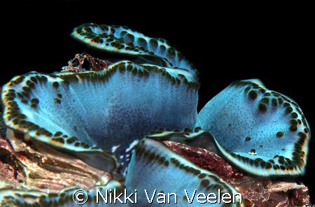 Giant clam taken in Nabq Park with E300 and 50mm lens. by Nikki Van Veelen 