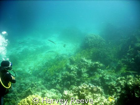 101.102.103.104.105.dam 1.2.3.4.5,,,,, by Harvey Reeve 