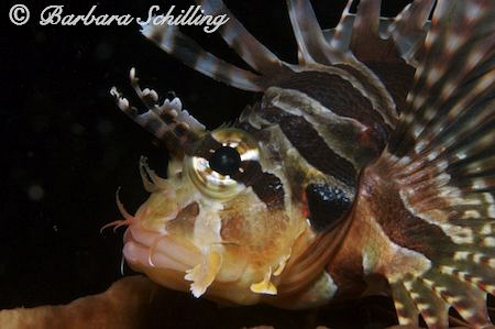 Lionfish showing his best side in Lembeh Strait. Taken wi... by Barbara Schilling 