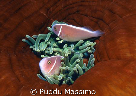 clown fishes,nikon f90x 60mm macro by Puddu Massimo 