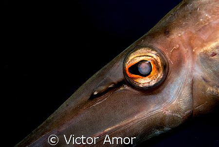 Red eyed trumpet by Victor Amor 