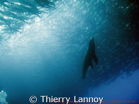 Lunch time for the sea lion.....Sea of Cortez - Mexico by Thierry Lannoy 