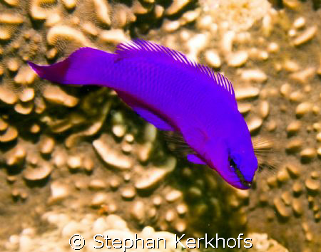 Orchid dottyback (Pseudochromis fridmani) taken in Na'ama... by Stephan Kerkhofs 