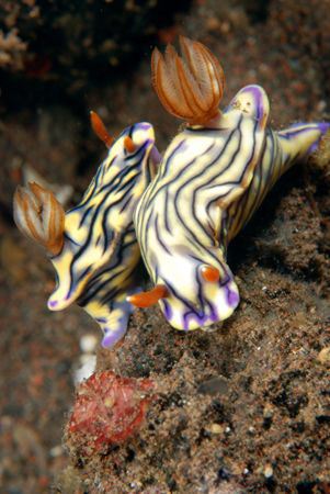 Hypselodoris-zephyra_Tulamben-Bali_Indonesia. by Dray Van Beeck 