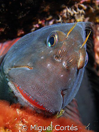Red-lipped blenny. by Miguel Cortés 
