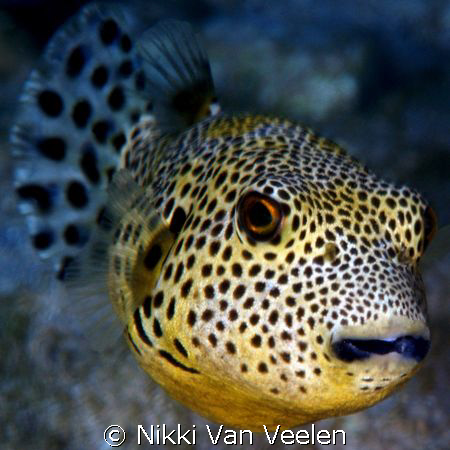 Juvenile giant puffer taken at Sharks Observatory with E3... by Nikki Van Veelen 