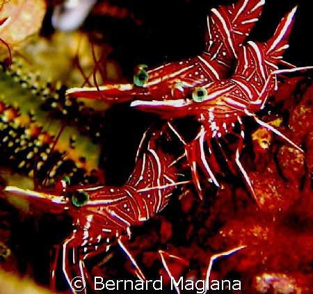 RED COLONY/Kaputian,Samal Island,Davao City by Bernard Maglana 