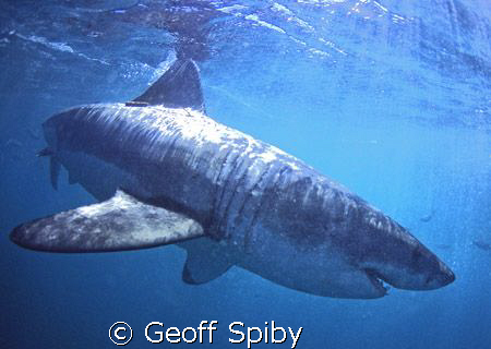 a beautiful graceful great white shark by Geoff Spiby 