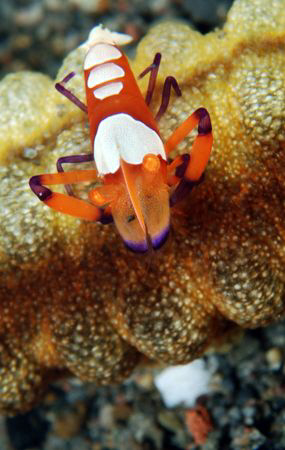 Imperator shrimp on seacucumber. by Dray Van Beeck 