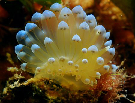 Nikon D80, 60mm Macro, Subal Housing, Subtronic Flash. by Andy Kutsch 