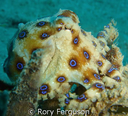 Blue Ringed Occy and i think he's trying to say "that's q... by Rory Ferguson 