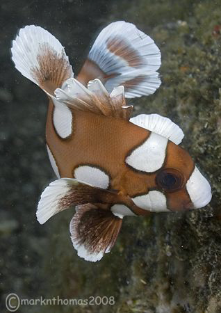 A juvenile many-spotted sweetlips.
KBR pier, Lembeh.
60mm. by Mark Thomas 