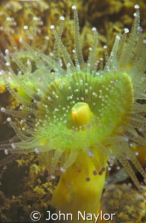 Jewel anemone.Nikonos.3 single strobe.Lundy Island. Brist... by John Naylor 