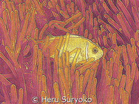 anemone in two colors by Heru Suryoko 