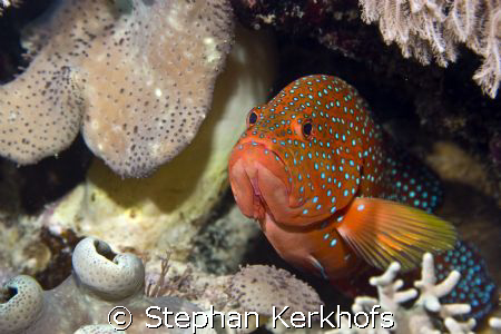 coral hind (cephalopholis miniata) taken at Na'ama Bay. by Stephan Kerkhofs 